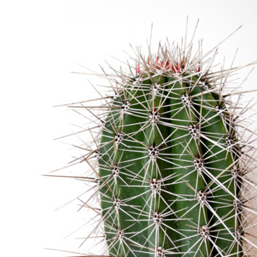 Pachycereus Pringlei Cactus Plant -150cm